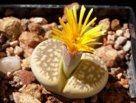Thumbnail of 1900_Lithops dorotheae_20160830_01(1).JPG